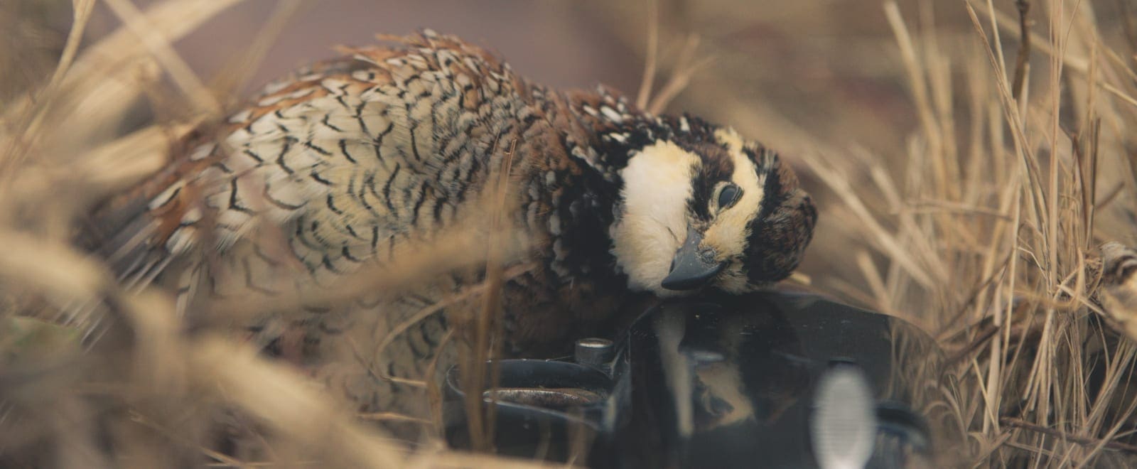 A bobwhite quail on a shotgun.